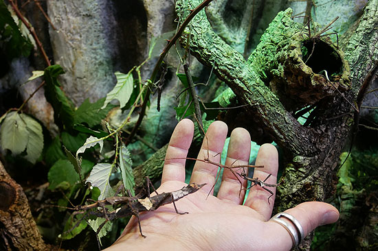 Insekten im SEA LIFE München bei der Zählung (©Foto: SEA LIFE München)